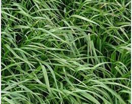 ray-grass