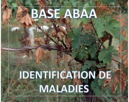 Champignons associés à l'esca sur vigne