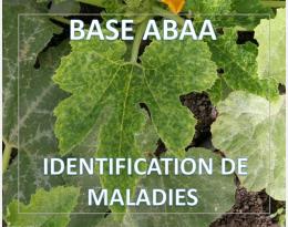 Mosaïque jaune de la courgette