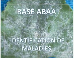 Oïdium de la Betterave