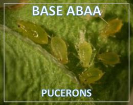 ABAA pucerons