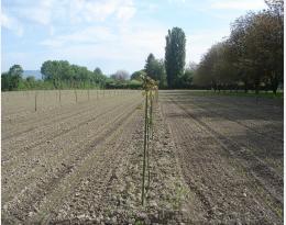 Agroforesterie 001.JPG