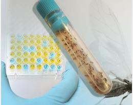 Diagnostic jaunisse betterave