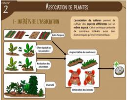 guyane association