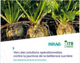 plan jaunisse betterave