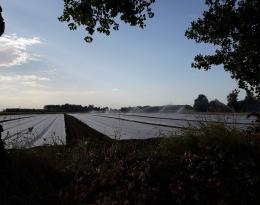Champ de navets violets sous filet anti-insectes