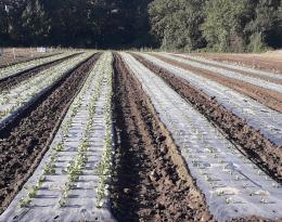Salades scaroles et frisées sur paillage