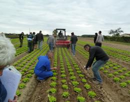 Groupe Dephy Légumes 31