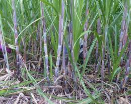 Epaillage de la canne à sucre