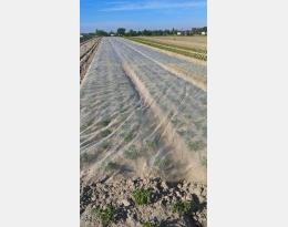 Culture de céleri-branche sous filet anti-insectes