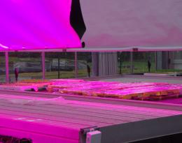 GIE LUMIERES LED ALPHAEUS BLEU ROUGE BLANC _  JANV 2017 