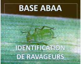 Puceron des épis des céréales