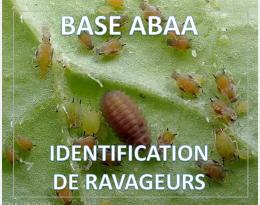 Puceron du melon et du cotonnier