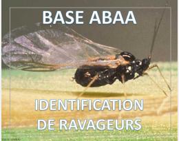 Puceron du merisier à grappes