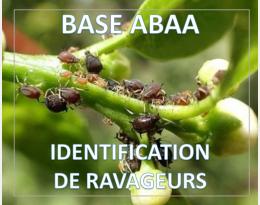 Puceron noir des agrumes