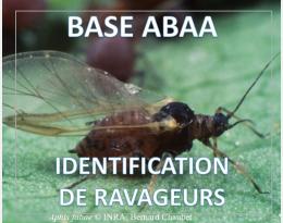 Puceron noir de la fève