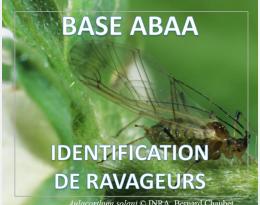 Puceron strié de la digitale et de la pomme de terre