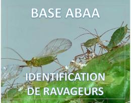 Puceron vert du pois