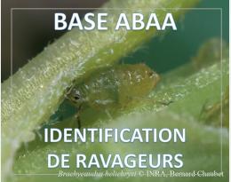 Puceron vert du prunier