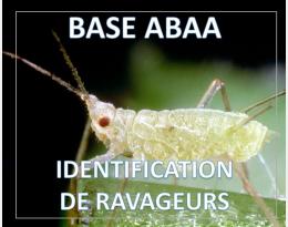 Puceron vert et rose de la pomme de terre