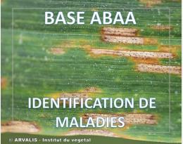 Septorioses des céréales