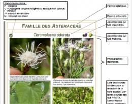 Flore spontanée des cultures maraîchères et fruitières de Guyane