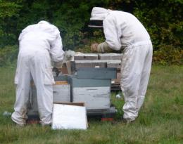 Néonicotinoïdes, betteraves sucrières et exposition des abeilles
