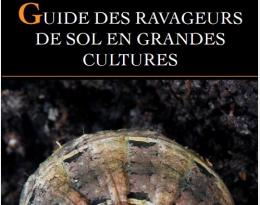 Guide des ravageurs de sol en Grandes Cultures