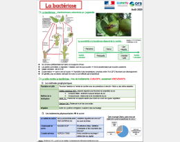 Formation bactériose et anthracnose réalisée en août 2020
