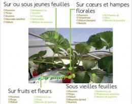 fraise hors sol auxiliaires