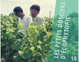 séparation vente conseil.