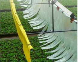 thigmomorphogénèse