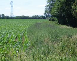bande enherbée