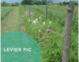 Implanter des bandes fleuries pour les auxiliaires et pollinisateurs