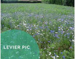 Implanter une culture intermédiaire attractive pour les auxiliaires et pollinisateurs