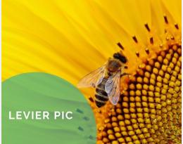 Introduire une culture attractive pour les auxiliaires et pollinisateurs dans sa rotation