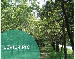 Associer des arbres à d'autres espèces pour diversifier une culture (agroforesterie)