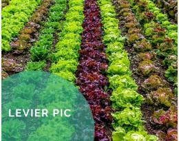 Associer plusieurs variétés de la même espèce pour diversifier une culture