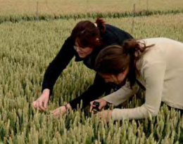 Choisir une variété de blé tendre d'hiver en fonction de sa stratégie de conduite