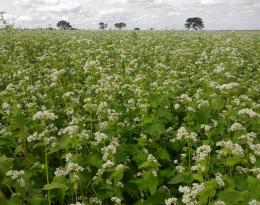 cultures intermédiaires