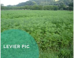 Introduire une culture étouffante et nettoyante dans la rotation