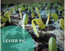 Adapter la densité de semis ou de plantation en fonction des risques sanitaires