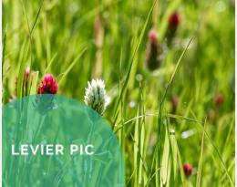 Associer plusieurs espèces cultivées pour diversifier une culture