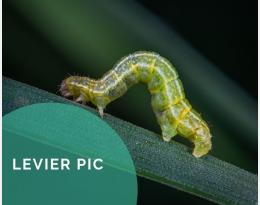 Savoir identifier et reconnaitre les différents bioagresseurs