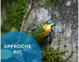 Prendre en compte les auxiliaires dans son agro-écosystème