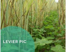 Associer des plantes de couvert / de service pour diversifier une culture