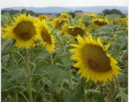 tounesol