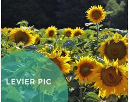 Choisir des cultures diversifiées dans la rotation