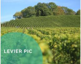 Pratiquer les travaux en vert : effeuillage, ébourgeonnage, épamprage, éclaircissage, rognage, taille