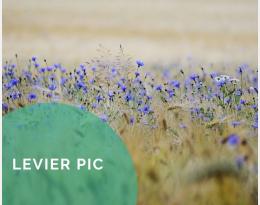 Pratiquer l'écimage pour éviter le retour au sol des graines d'adventices matures